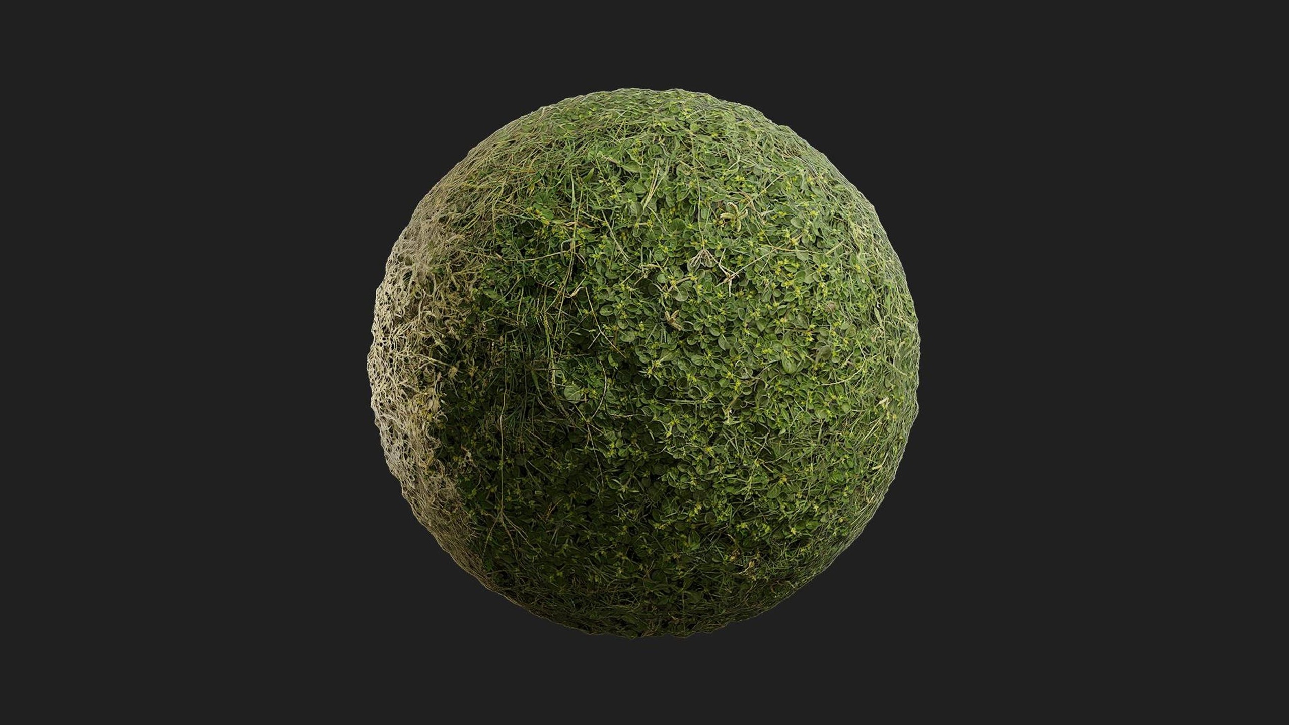 Media 1 for listing Wild Grass