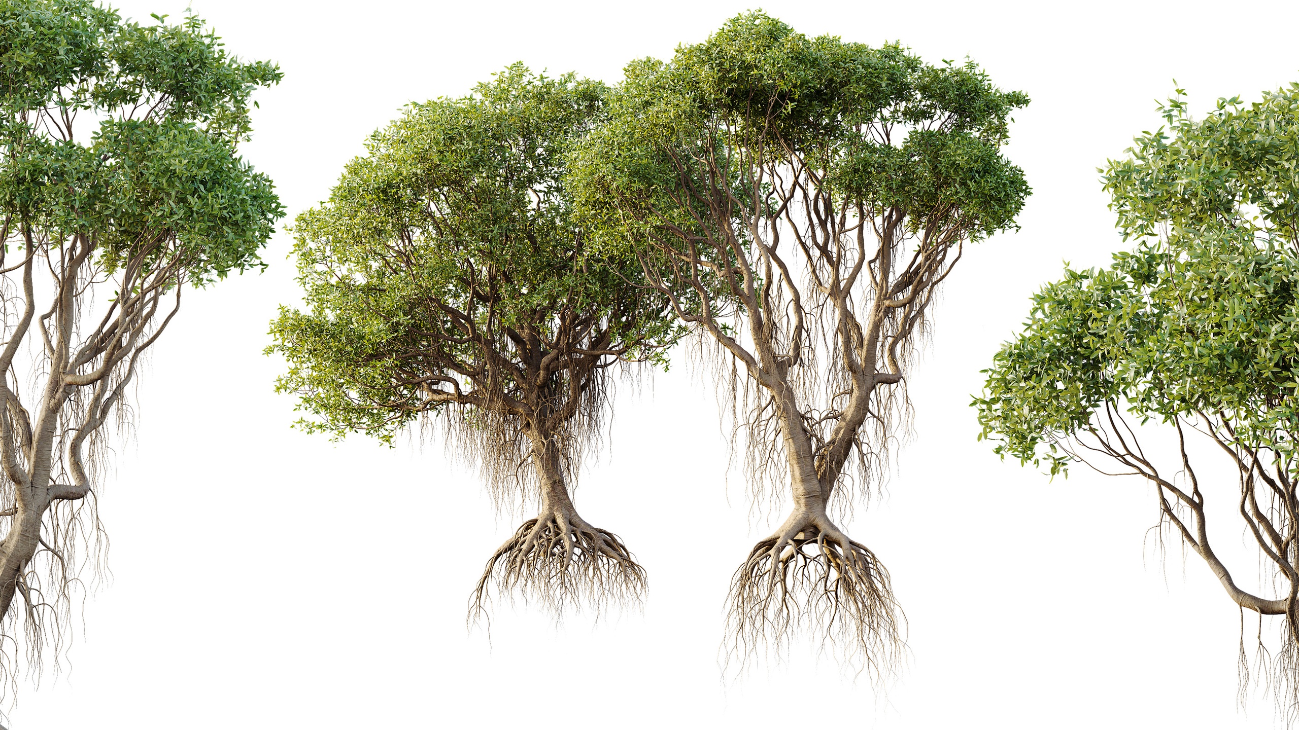 Media 1 for listing AV Mangrove Gray Avicennia Marina