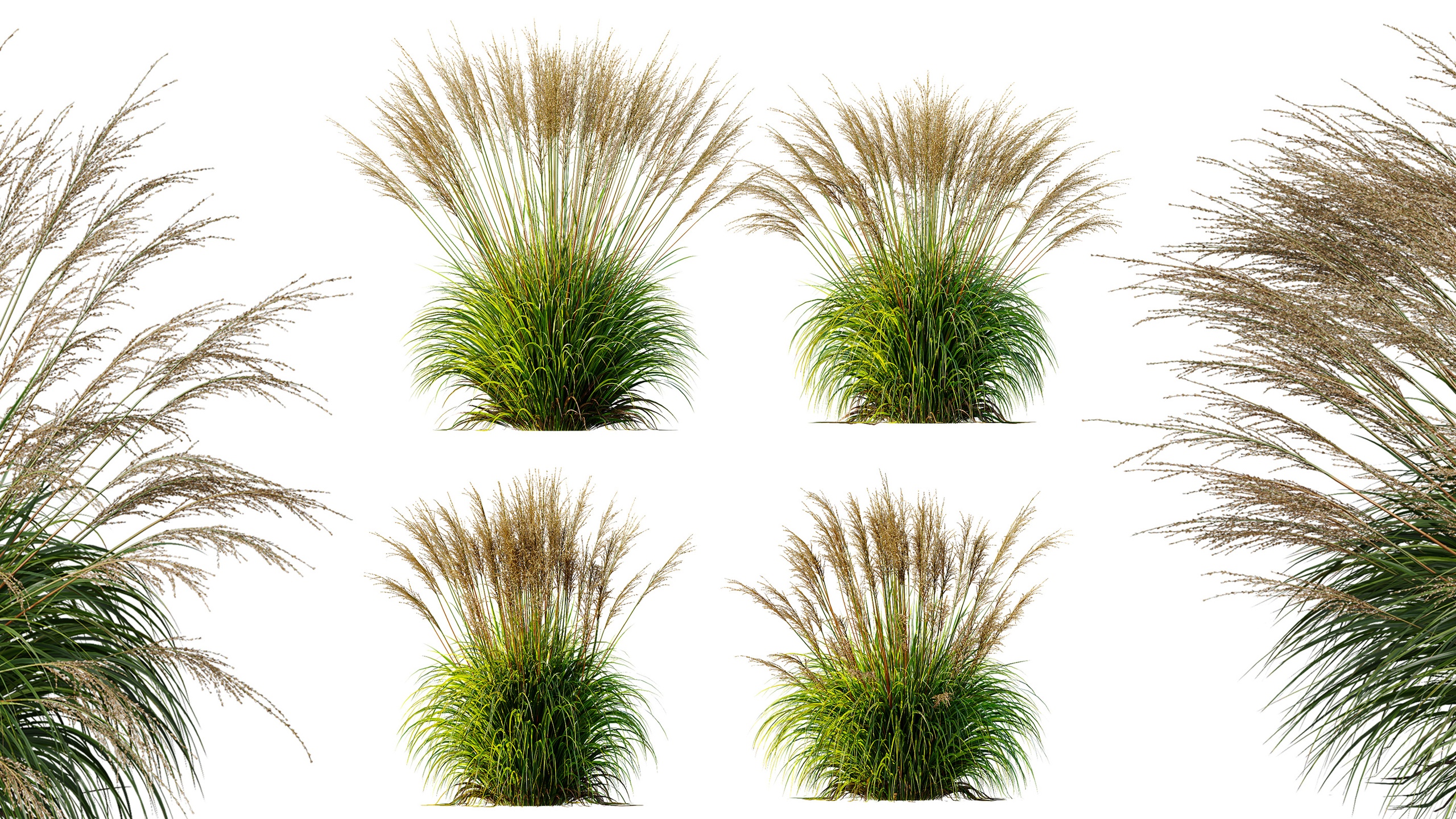 Media 1 for listing AV Molinia Caerulea Heidebraut Kleines Pfeifengras Version05