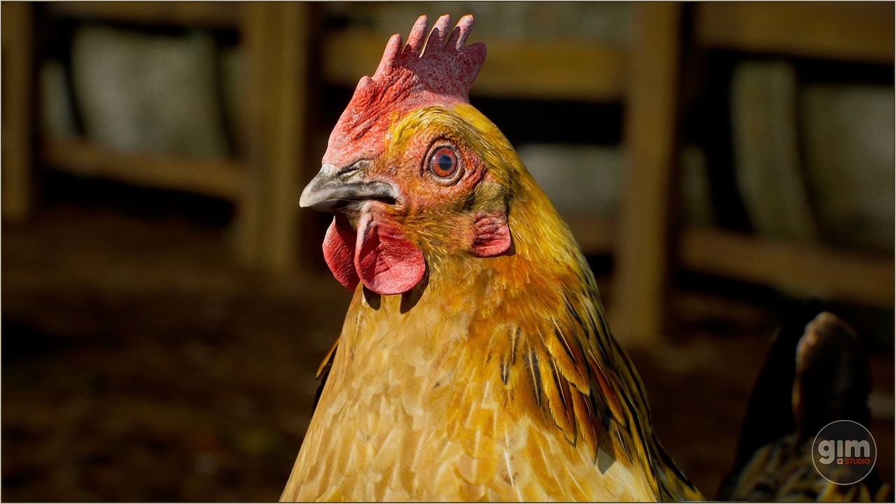 Media 1 for listing Animalia - Chicken (female)