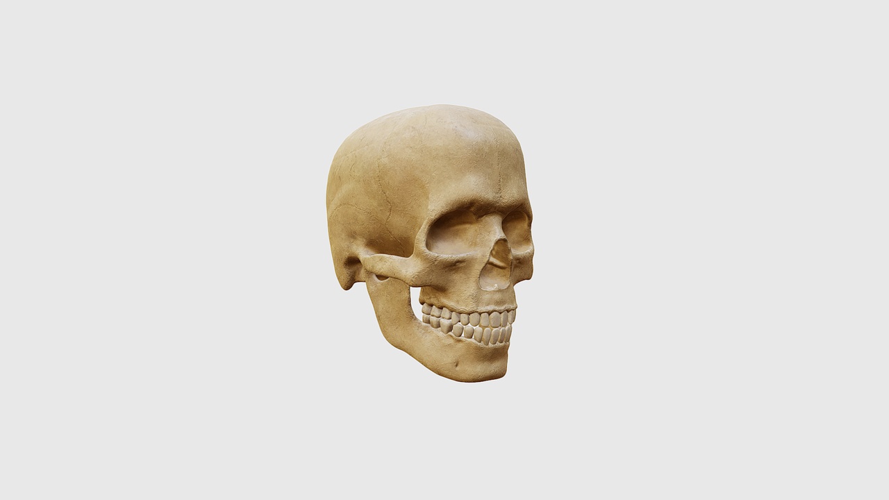 Human Skull V4 | Fab
