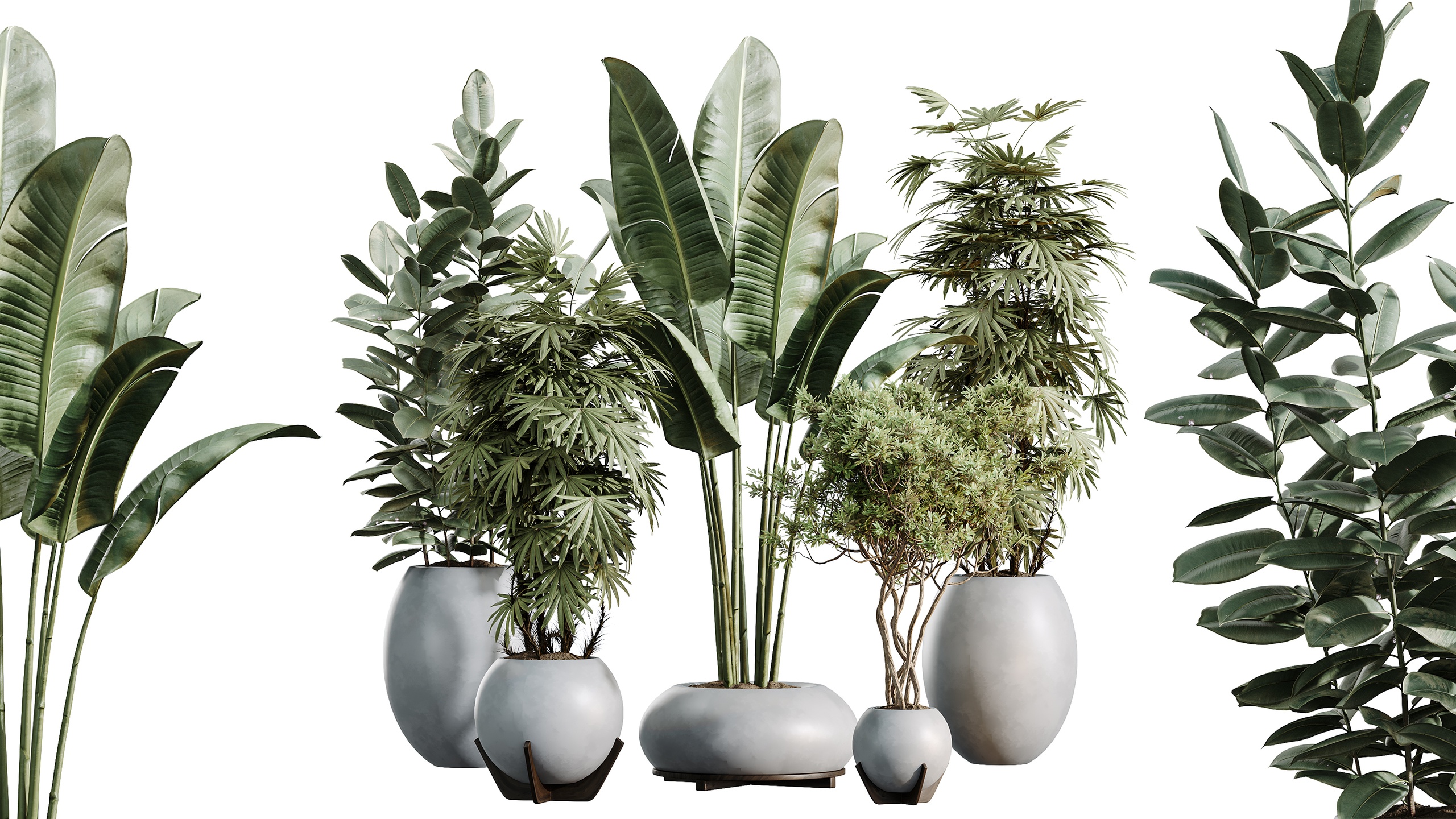 Media 1 for listing AV Indoor Plants Set 469 Rhapis Palm Olive ParadiseBird Ficus