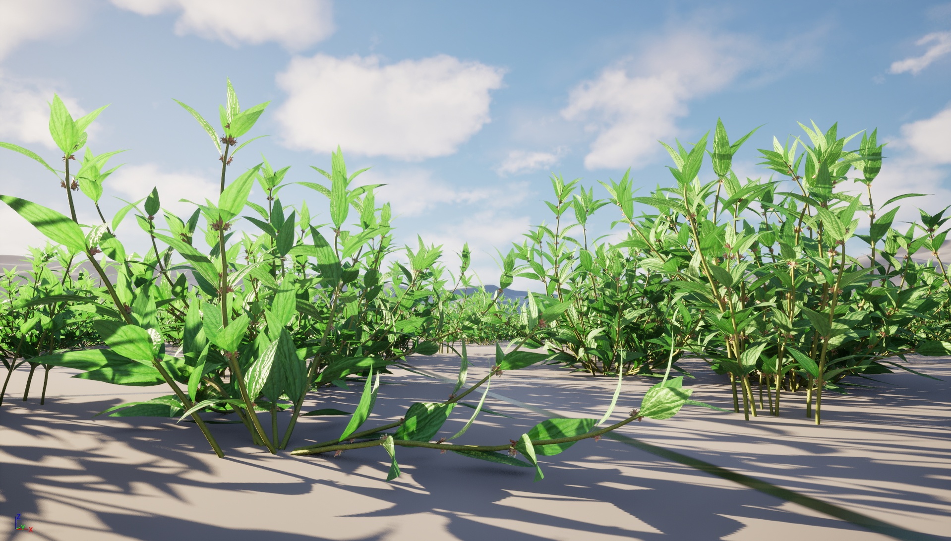 Media 1 for listing Nanite Plant Grass - Pouzolzia zeylanica - Graceful Pouzolzsbush