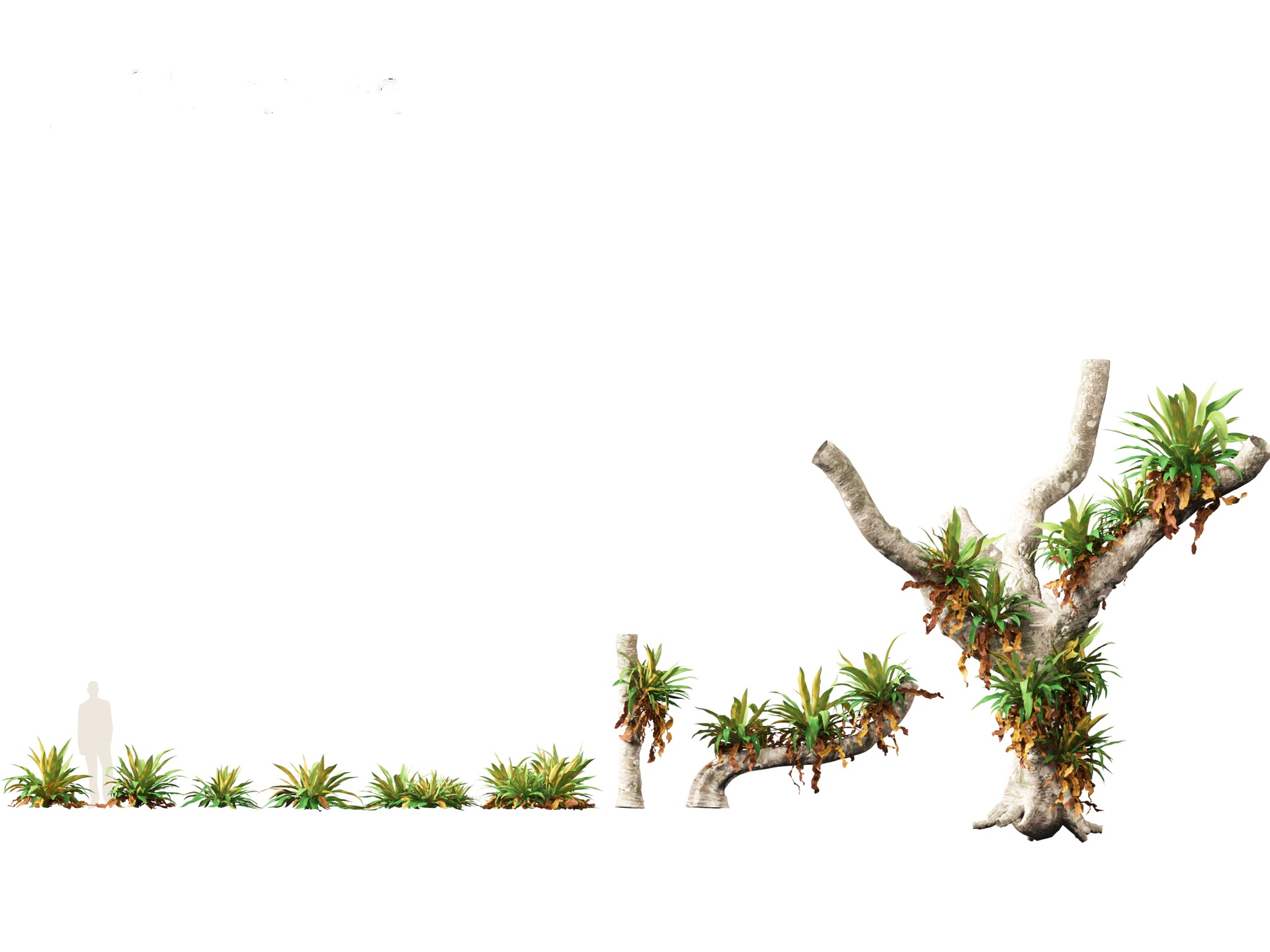 Media 1 for listing Asplenium nidus - Birds Nest Fern
