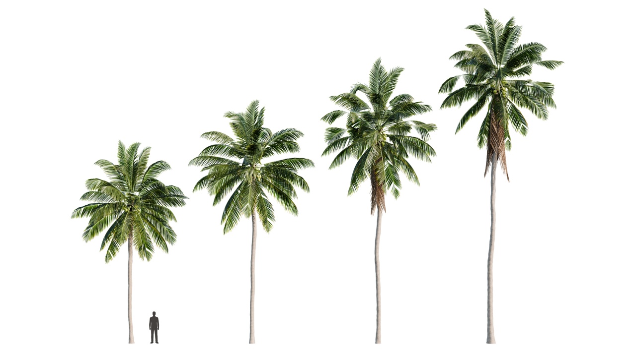 Media 1 for listing Coconut Palm Tree Pack Vol 1 - Cocos Nucifera - FBX OBJ 3D model