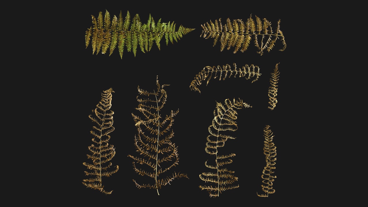 Media 1 for listing Lady Fern (9fb2zL)