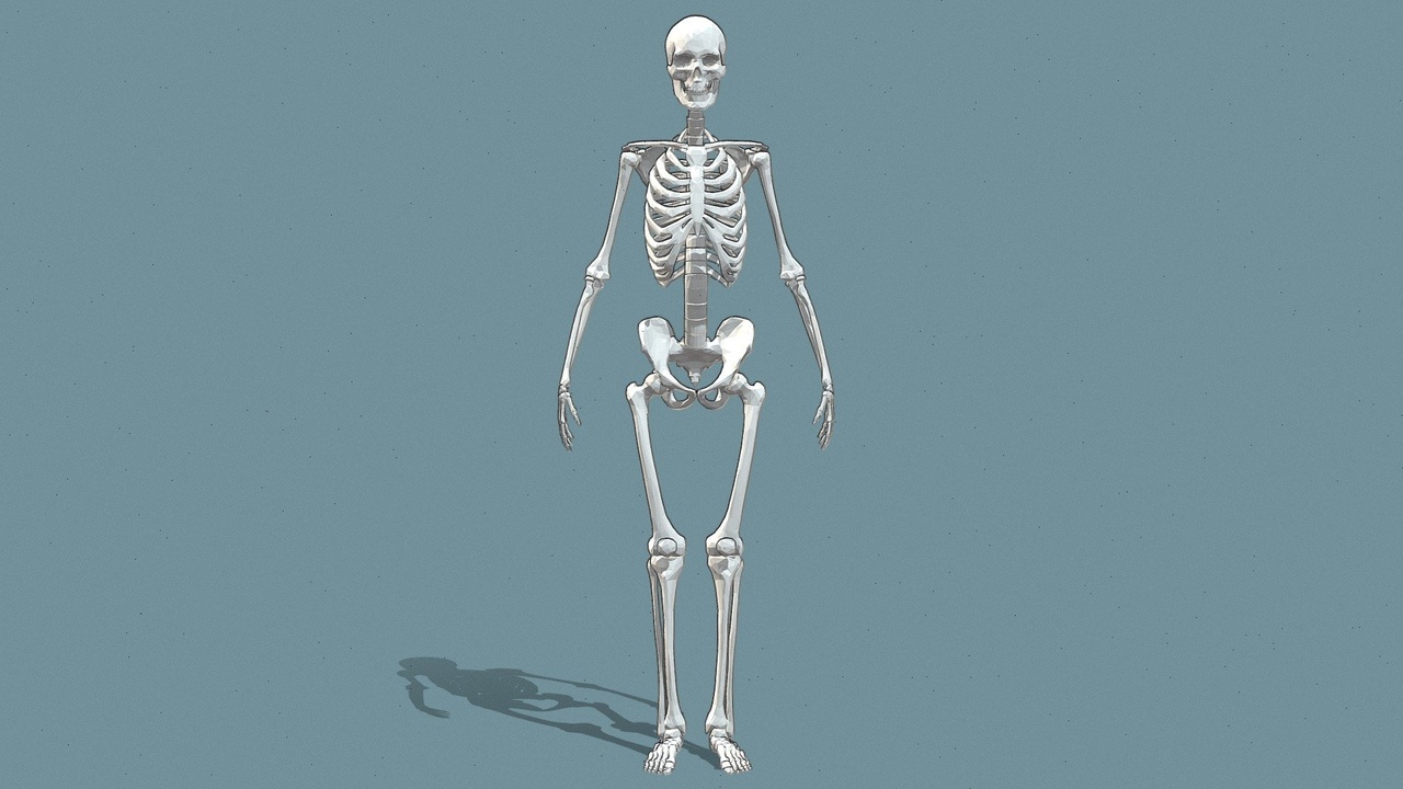 Medium 1 für Eintrag Free Pack - Human Skeleton