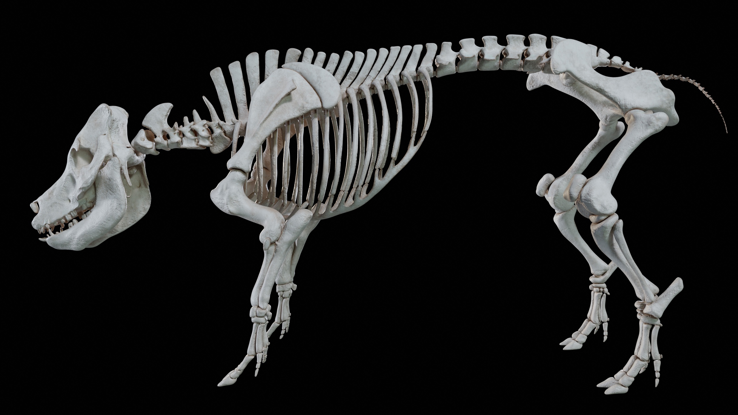 Media 1 for listing Pig Hyper-realistic skeleton Project 3D mode 3D model