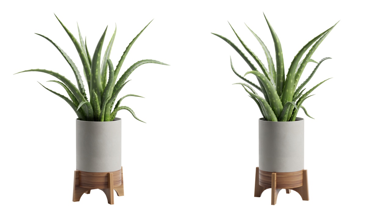 Media 1 for listing Aloe Vera Potted Stand