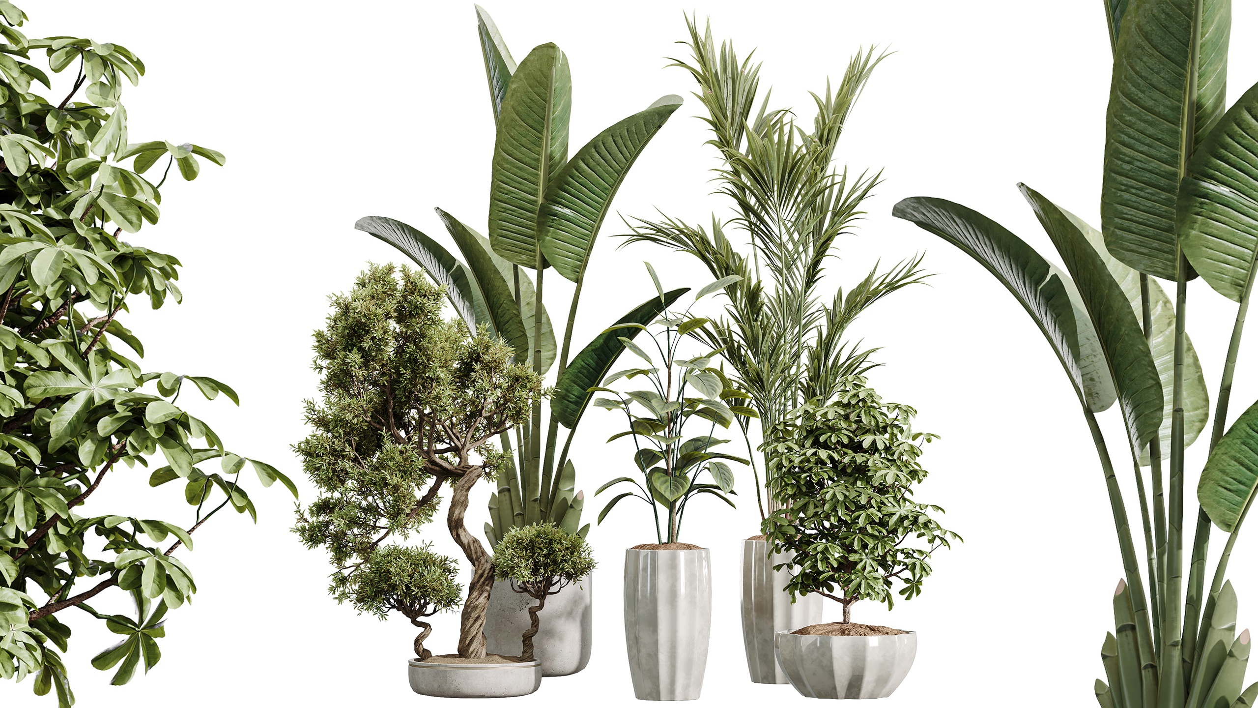 Media 1 for listing AV Indoor Plants Set 455 Schefflera Palm Bird Of Paradise Olive Ficus