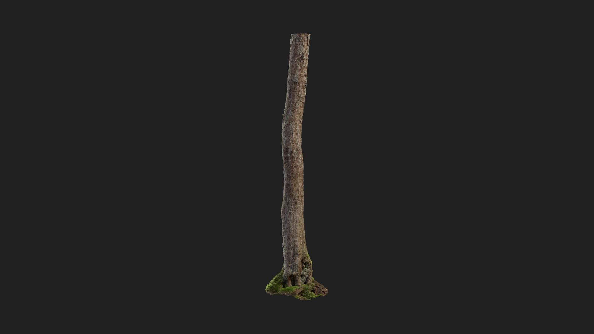 Alder Tree Trunk | Fab