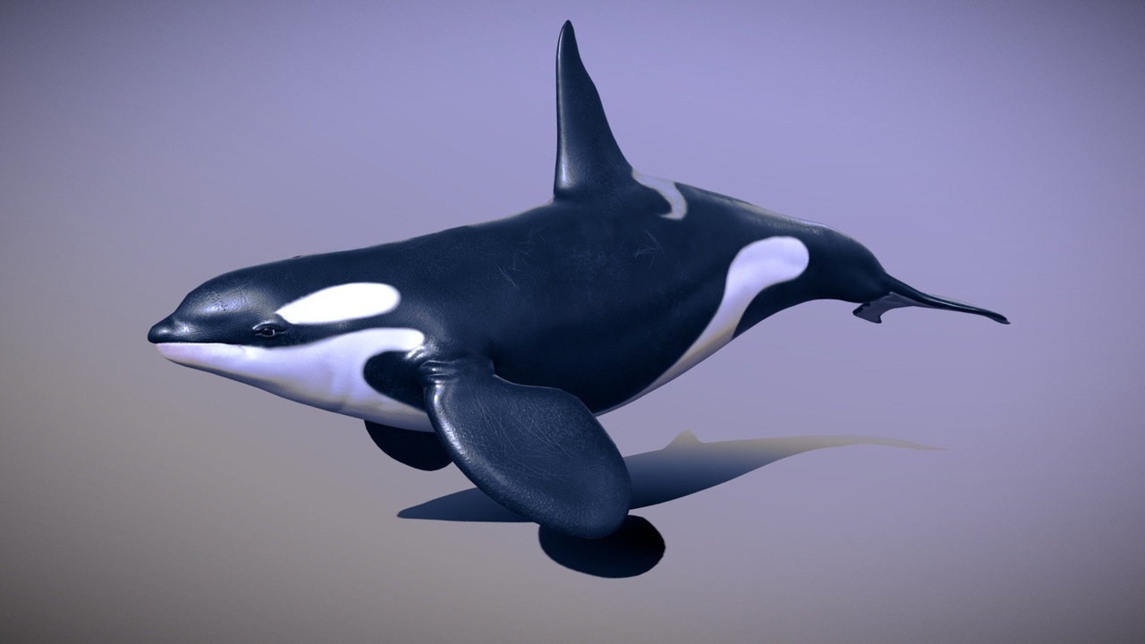 Media 1 for listing Killer Whale Orca