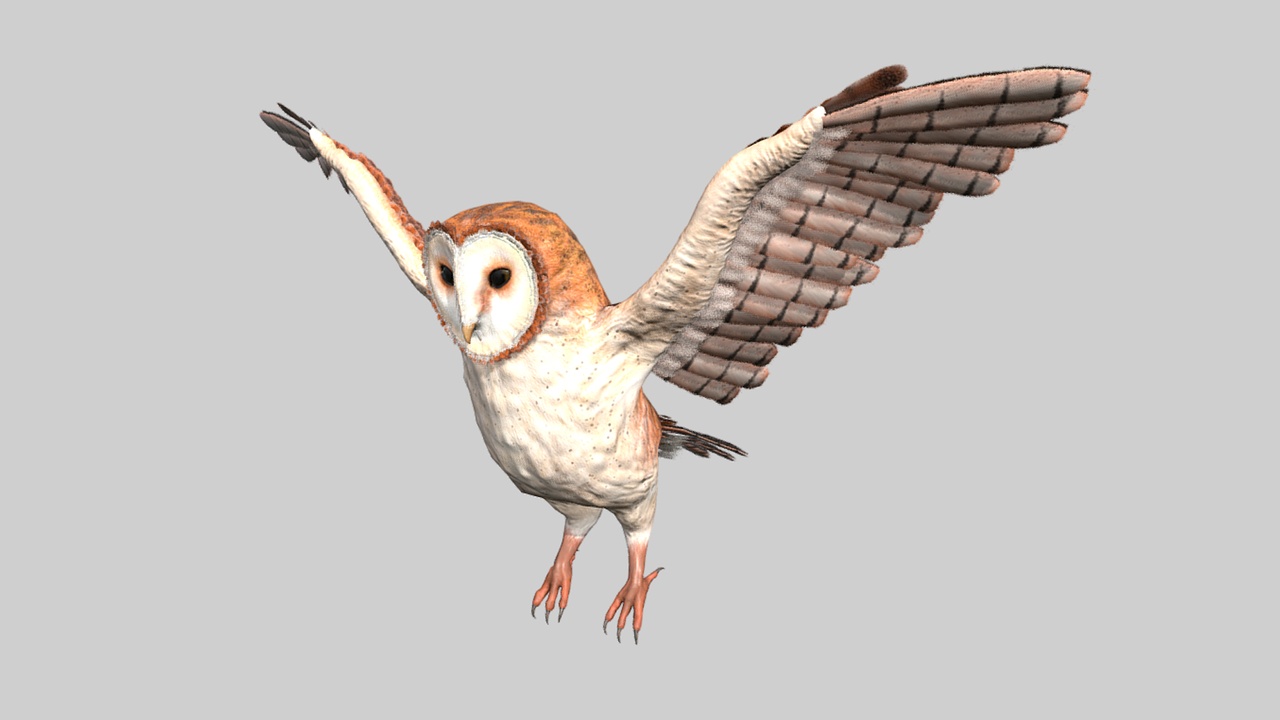 Media 1 for listing Barn Owl