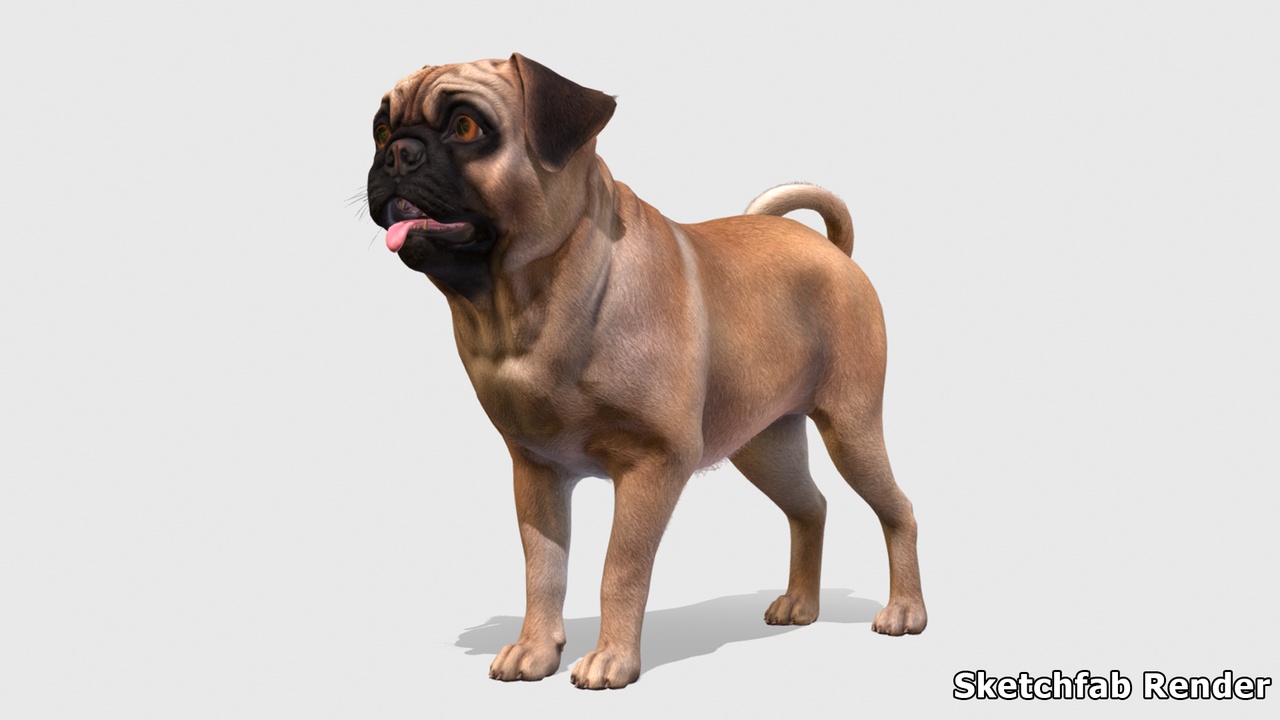Media 1 for listing Dog - Pug