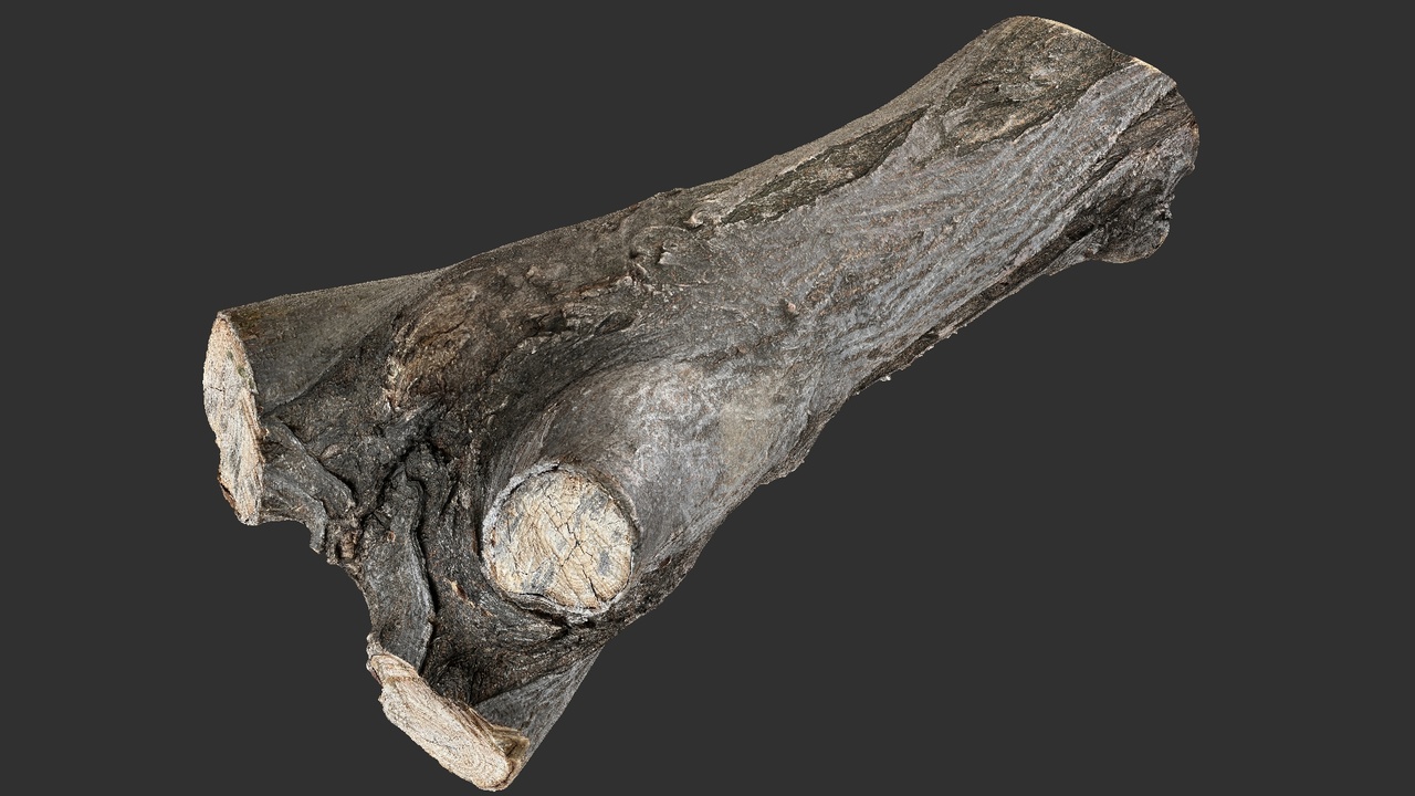 Media 1 for listing Sawn tree trunk wood 3d scan highpoly