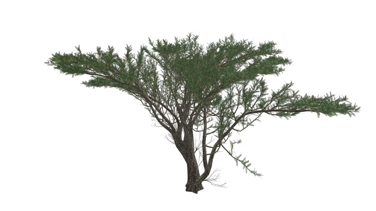 Media 1 for listing Umbrella Thorn Tree #07