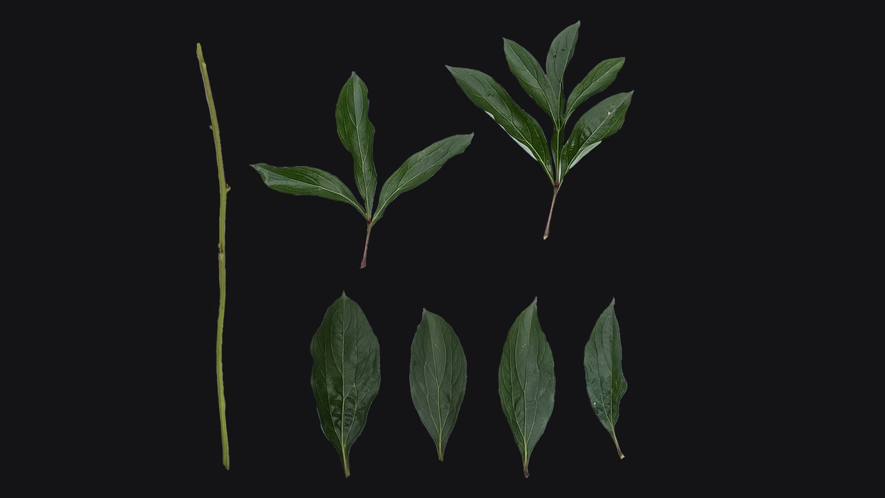 Media 1 for listing Paeonia 'monsieur jules elie' leaves