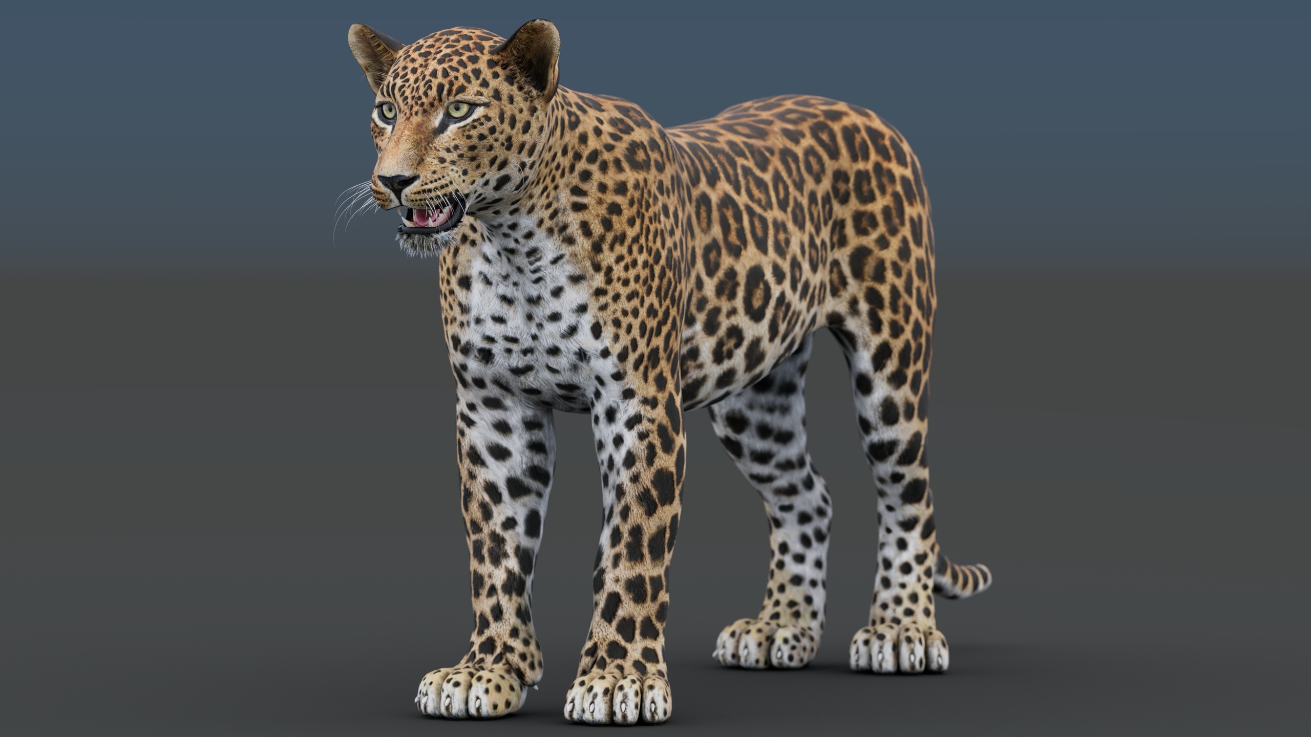 Media 1 for listing Sri Lankan Leopard 3D Model