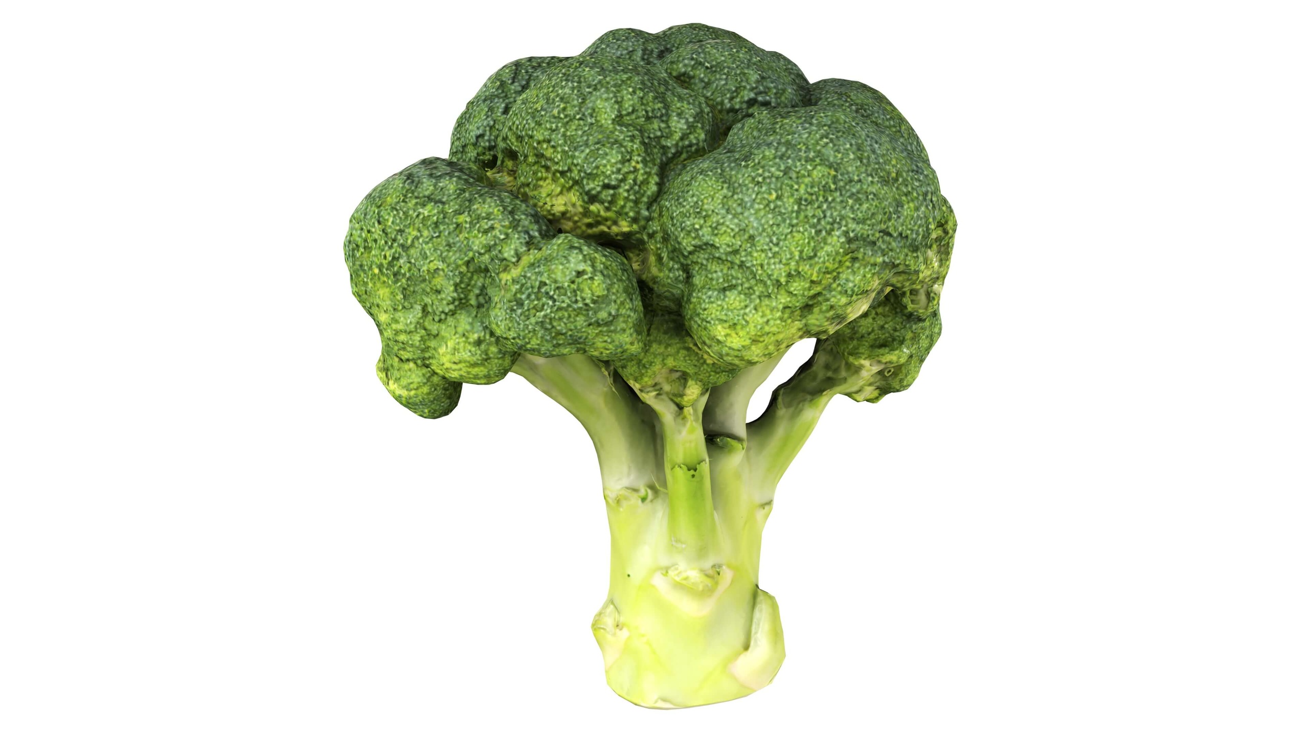 Media 1 for listing Realistic Broccoli 3D Model