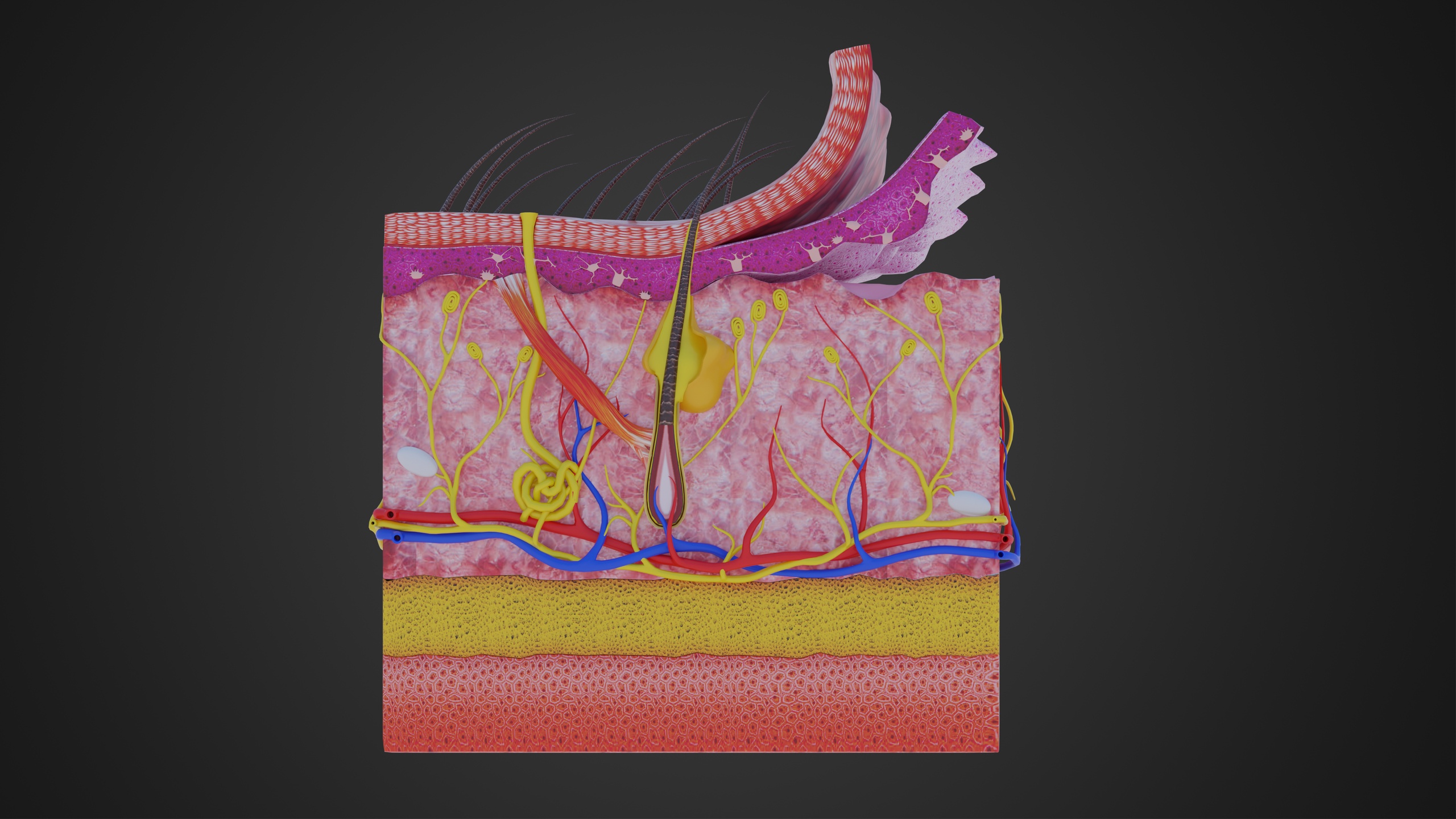Multimedia 1 para anuncio Human Skin Layers Anatomy 3D Model Epidermis Dermis and Hypodermis Cross-Section
