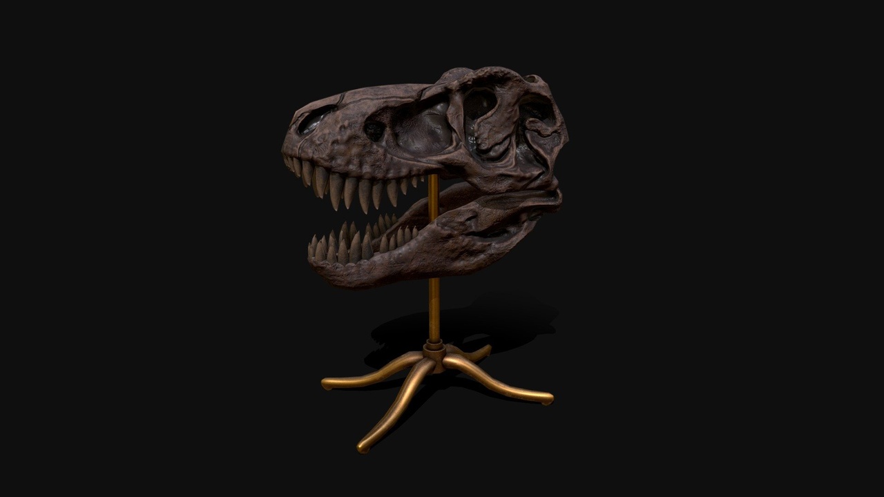 Media 1 for listing T-Rex skull display