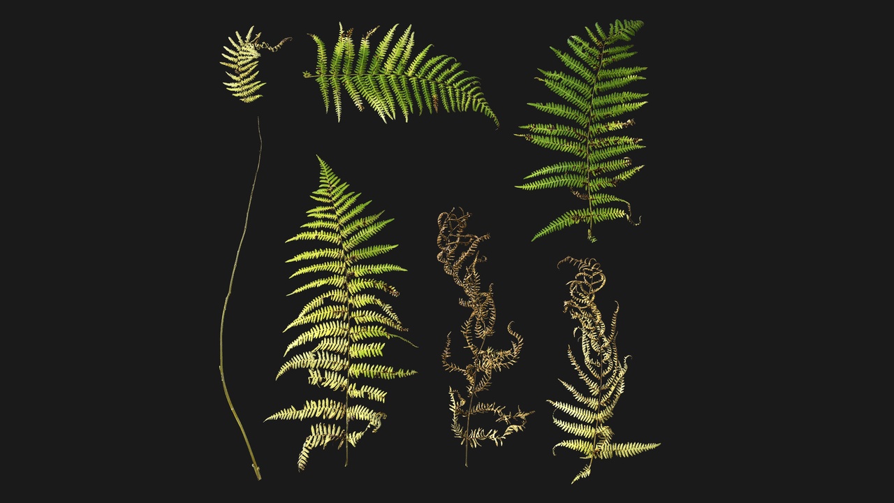 Media 1 for listing Lady Fern (PA3vw3)