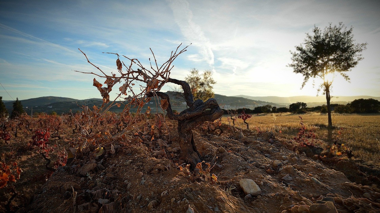 Media 1 for listing Grapevine at dusk