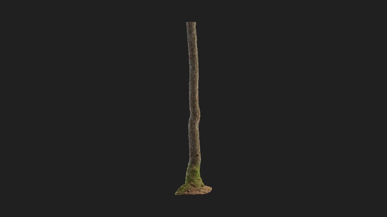 Media 1 for listing Alder Tree Trunk