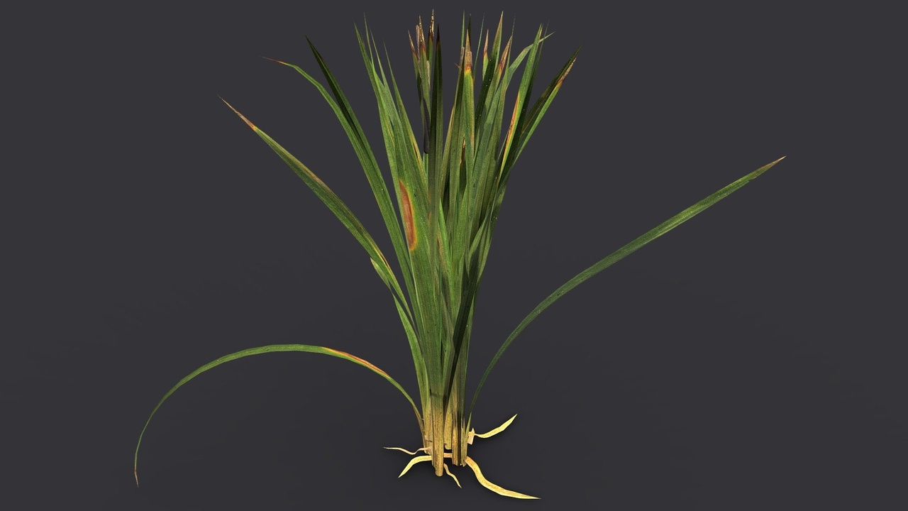 Media 1 for listing Broadleaf Cattail