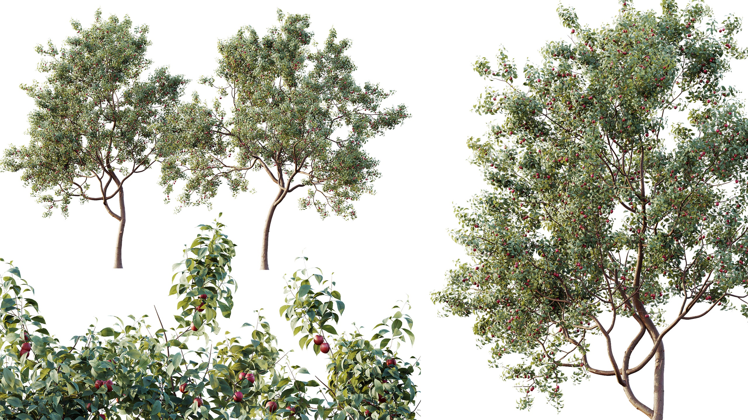 Media 1 for listing AV Plants Cerasus Pseudocerasus Cherry Version02