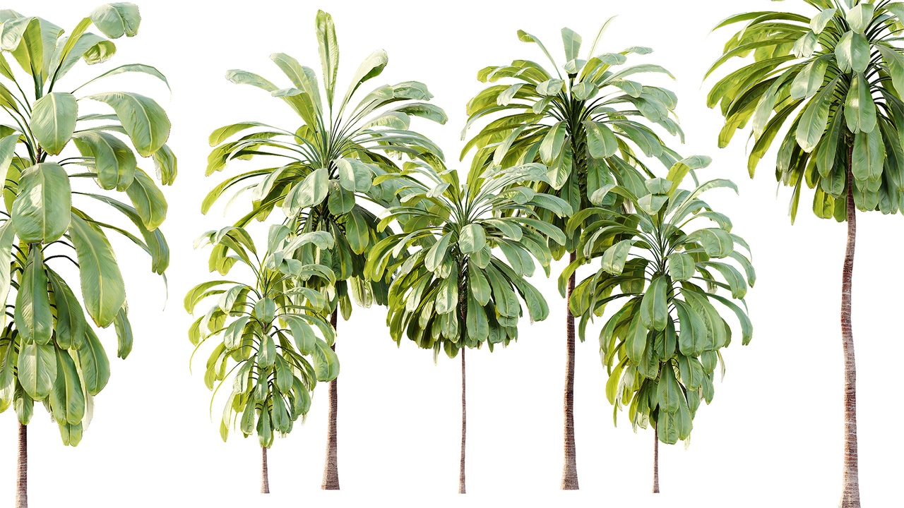 Media 1 for listing AV Plant Cordyline Petiolaris 6 Palm Tree 01