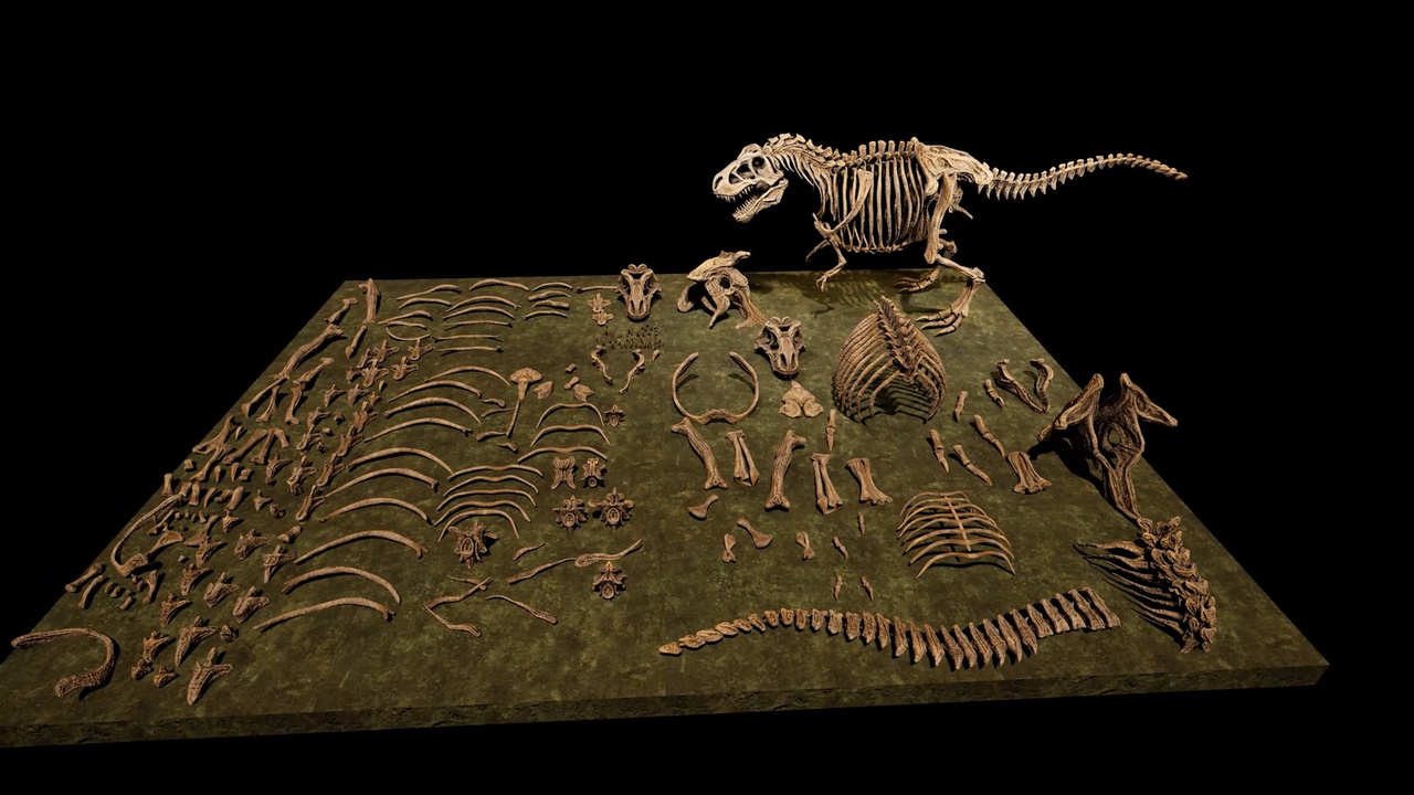 Media 1 for listing T-REX Skeleton Props
