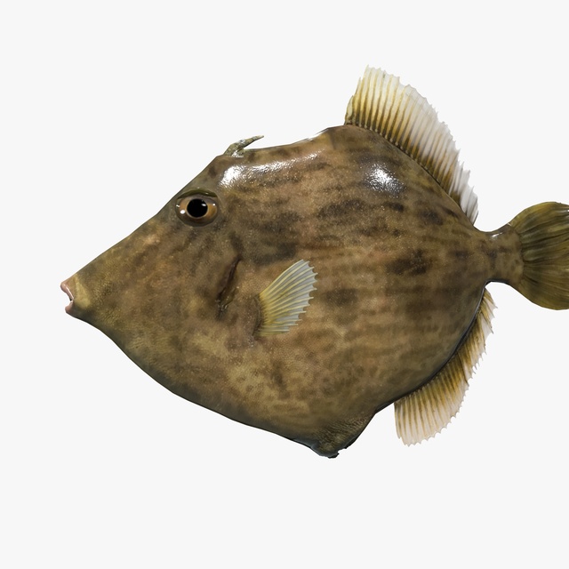 Threadsail Filefish Fab