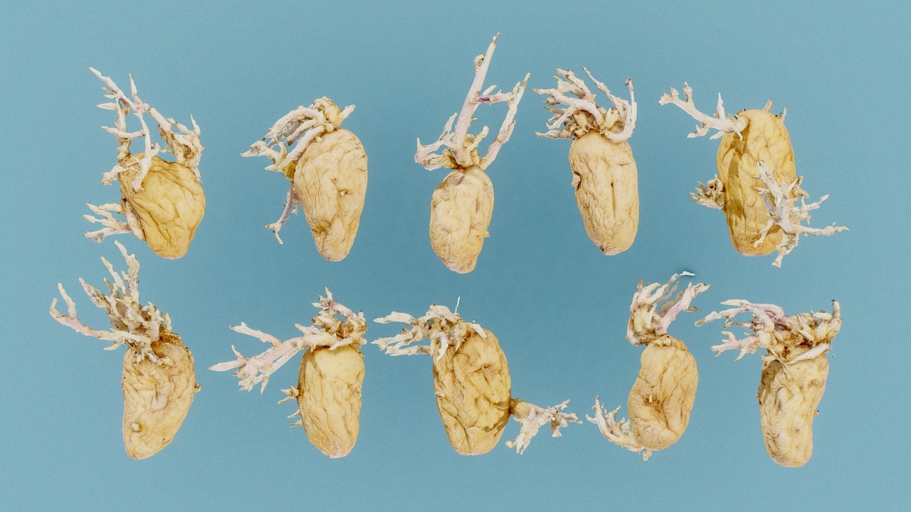 Media 1 for listing Shrunken And Sprouted Potatoes