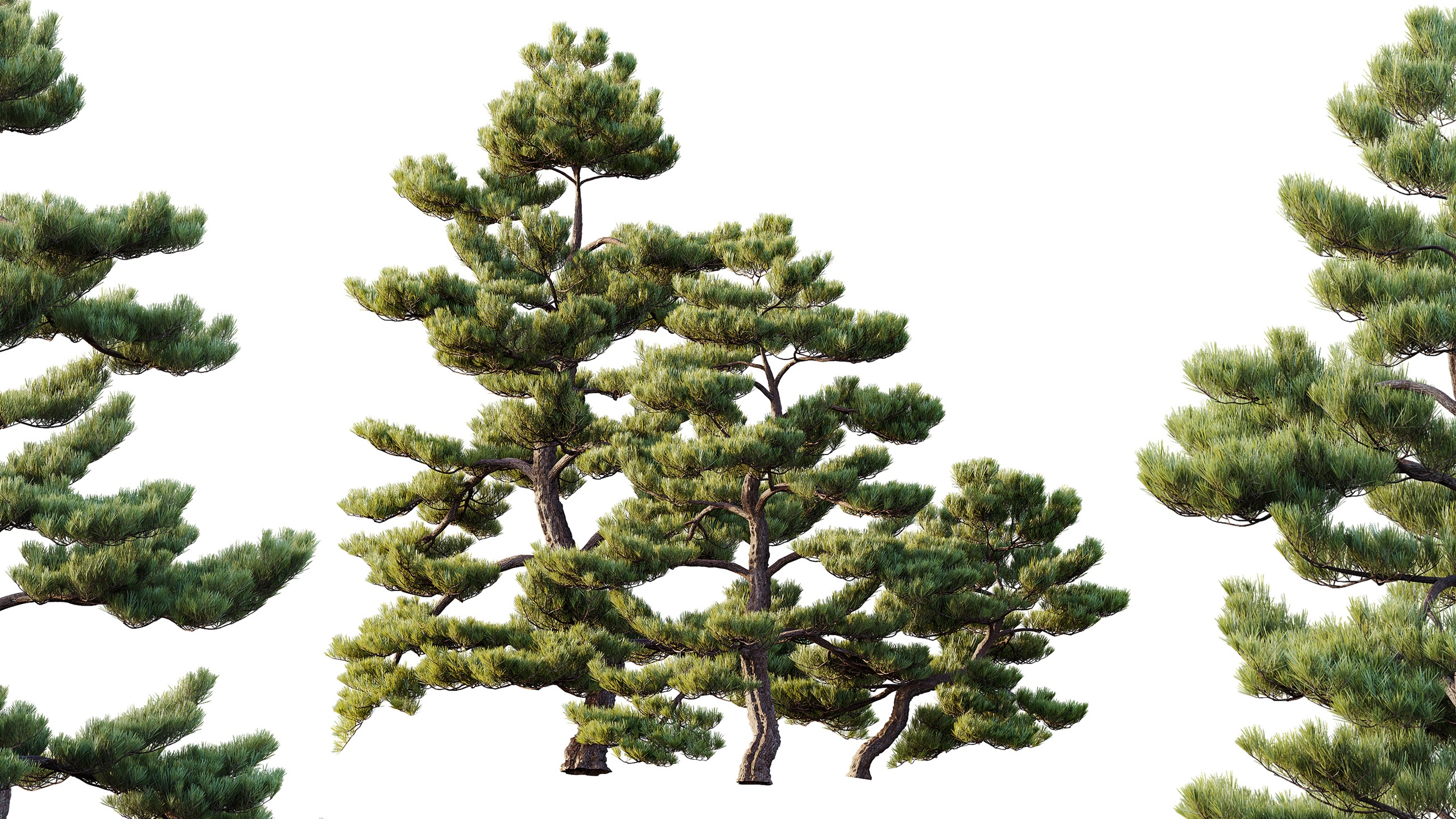 Media 1 for listing AV Pinus Bonsai Sylvestris Pine Parviflora Scotch Contorta