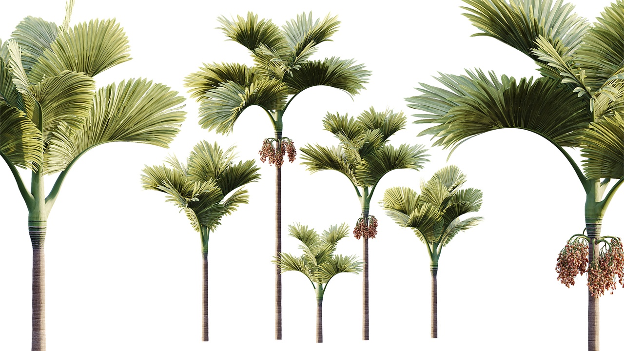 Media 1 for listing AV Plant Areca Catechu Palm Tree 01