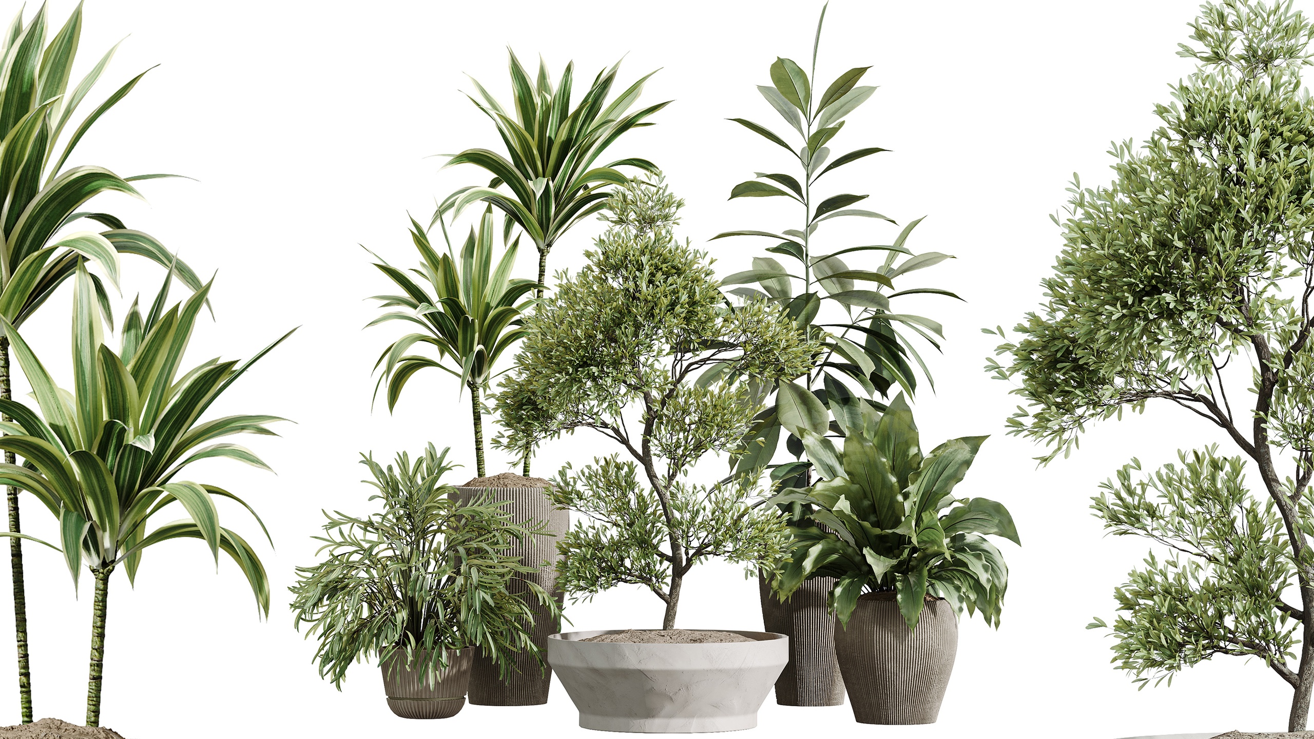 Media 1 for listing AV Indoor Plants Set 475 Spathiphyllum Olive Ficus Palm