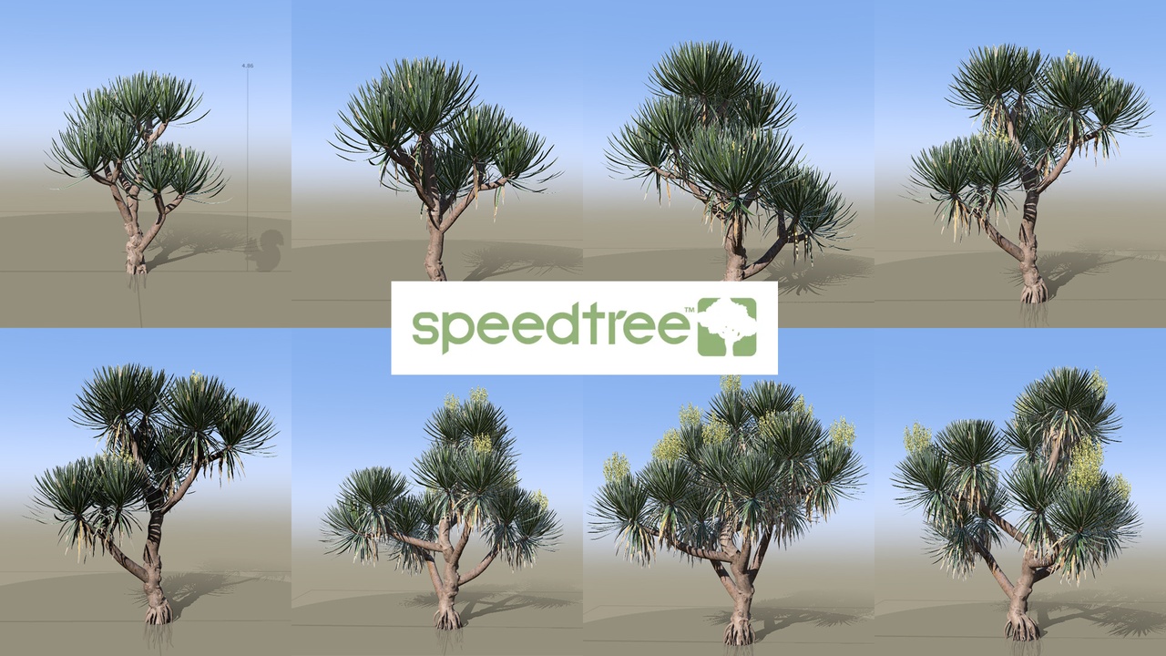 Dracaena cochinchinensis - Thai Dragon Tree (SpeedTree) | Fab