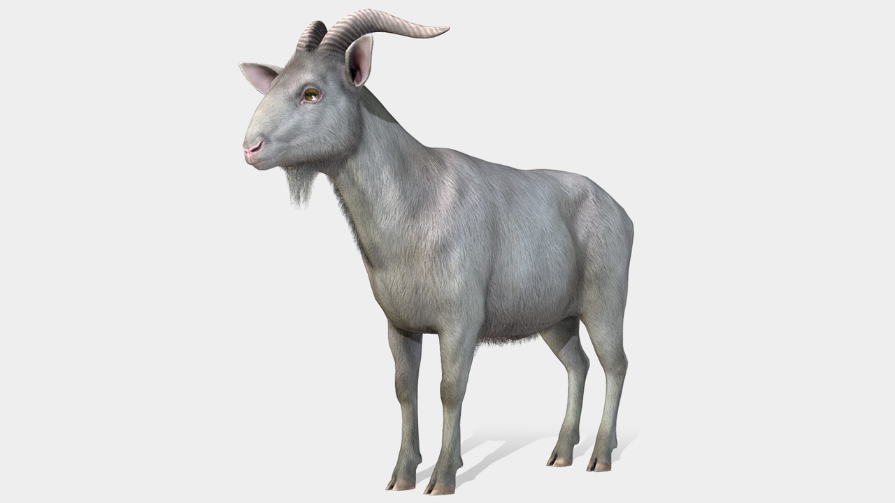 Goat - Male 제품 등록을 위한 미디어 1개