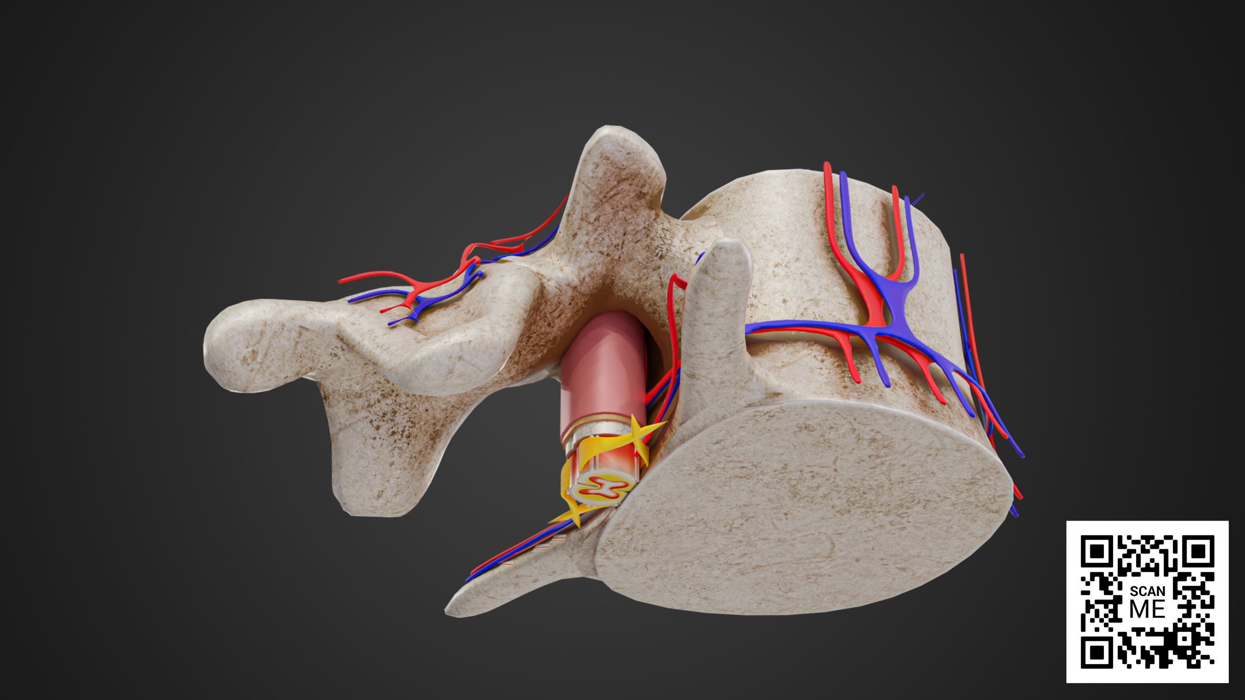 Vertebrae With Spinal Cord Anatomy 3D Model – Detailed Spine Structure ...
