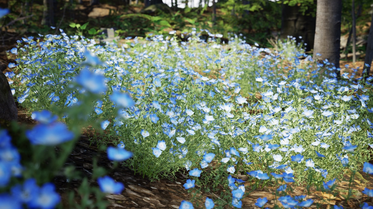 Media 1 for listing Street Garden in JAPAN - 4 Blue Baby Eyes Flower Grass Plant