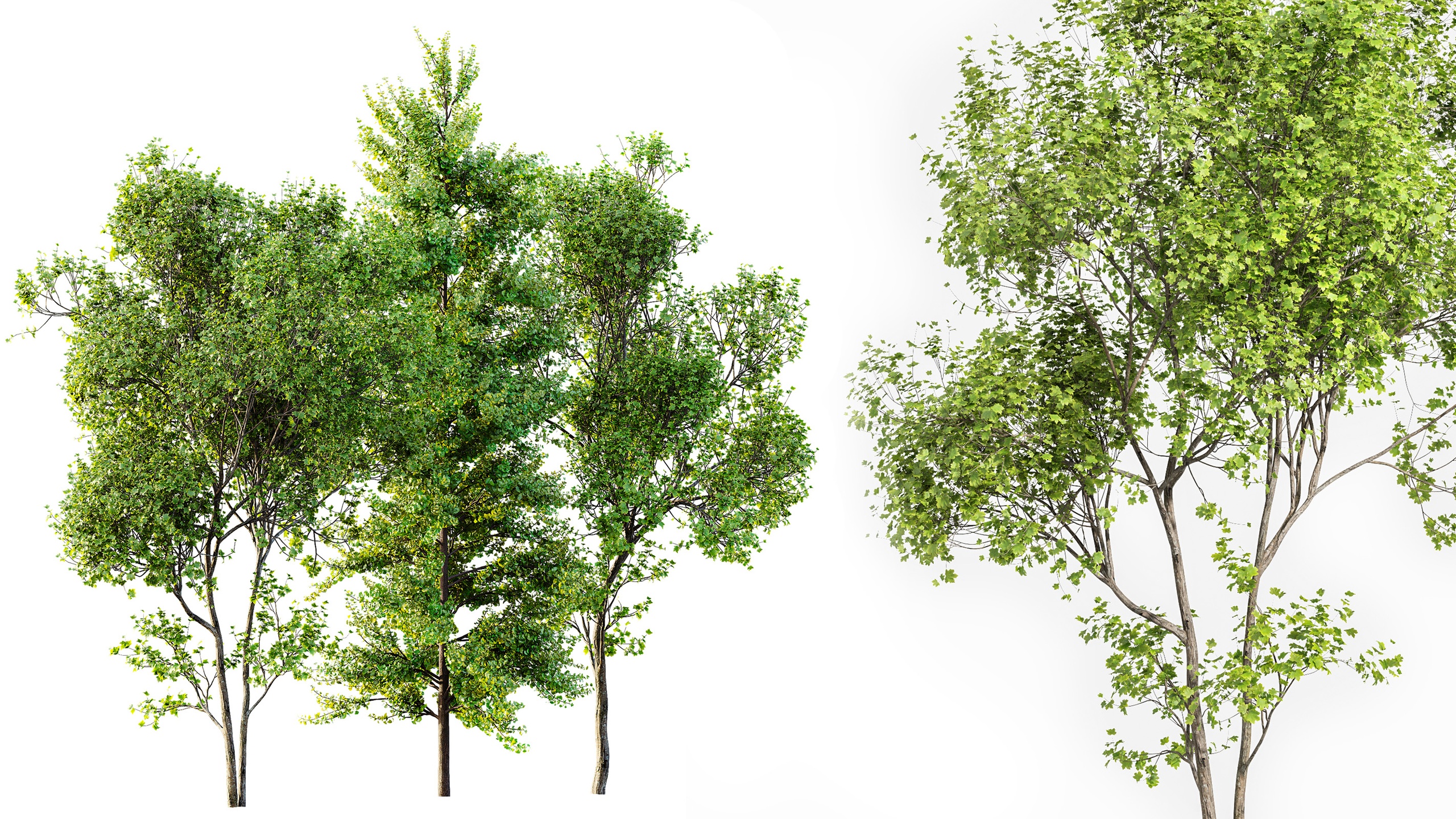 Media 1 for listing AV Acer Saccharinum and  Maidenhair Ginkgo Biloba