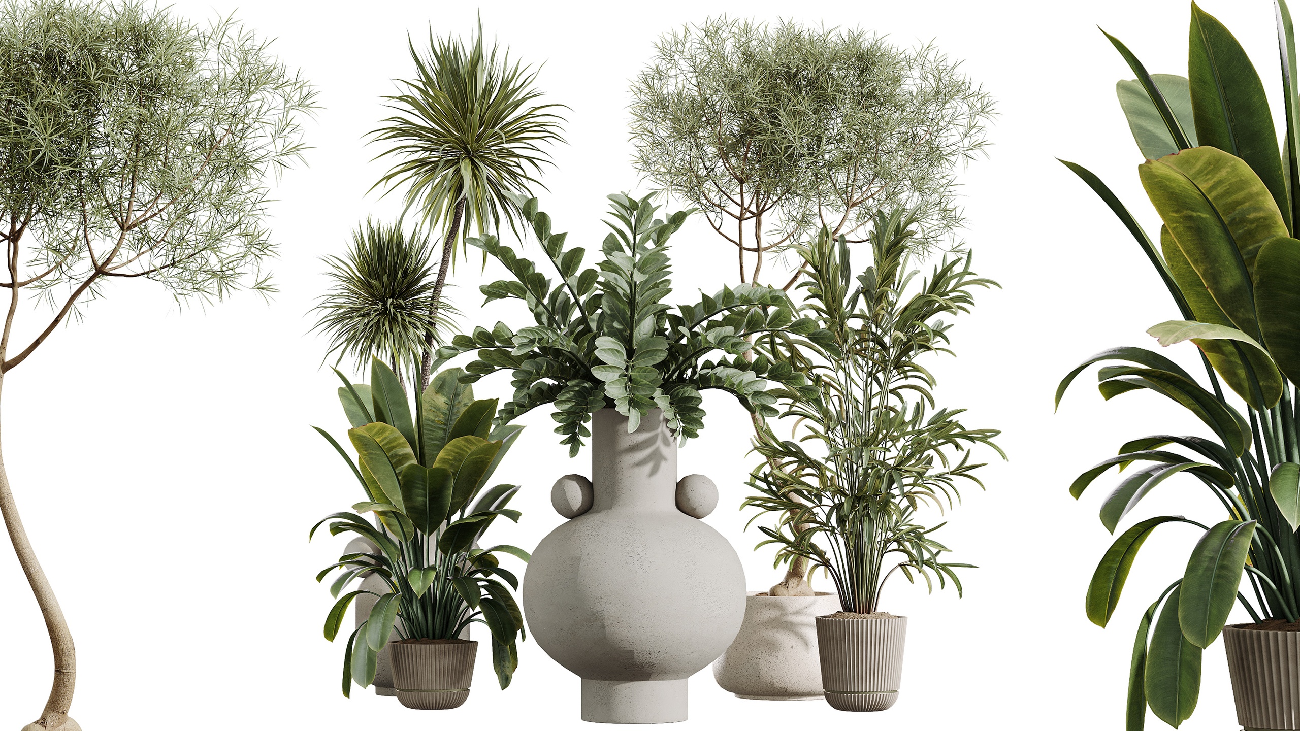 Media 1 for listing AV Indoor Plants Set 402 Palm Japandi Yucca Ficus Zamioculcas