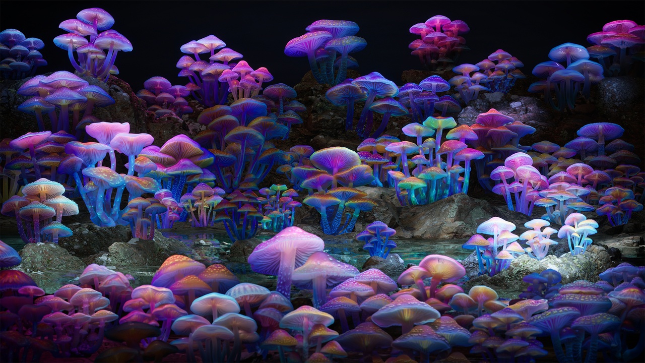 Media 1 for listing Mushroom Pack 02