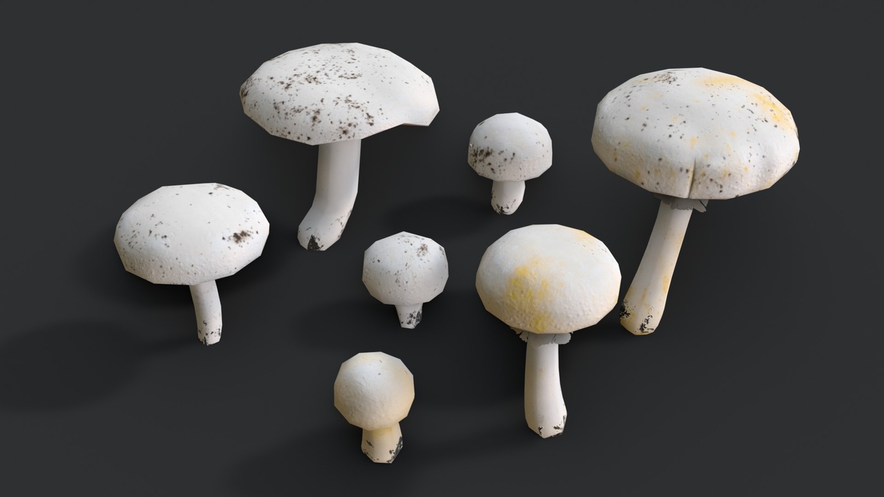 Media 1 for listing Agaricus Mushrooms Set