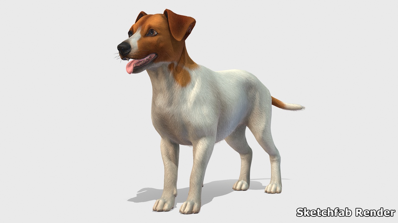 Media 1 for listing Dog - Jack Russell Terrier