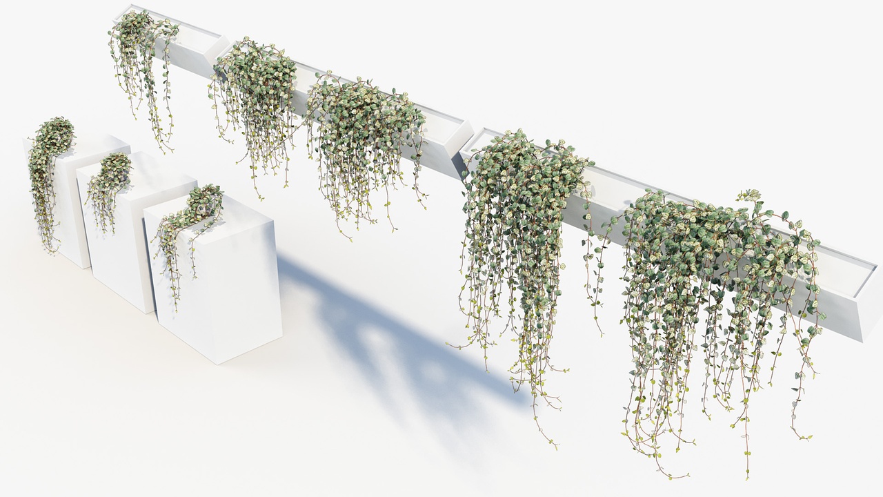 Media 1 for listing Ceropegia woodii 02