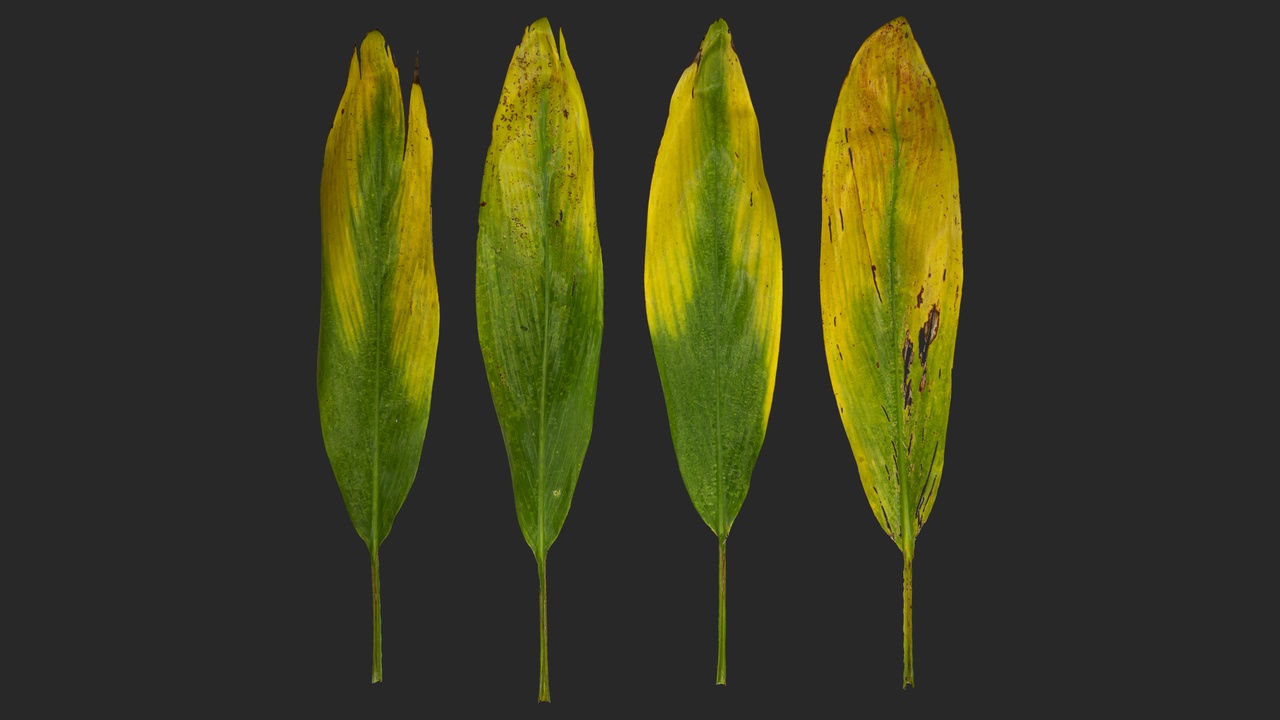 Media 1 for listing Old Ti Leaf