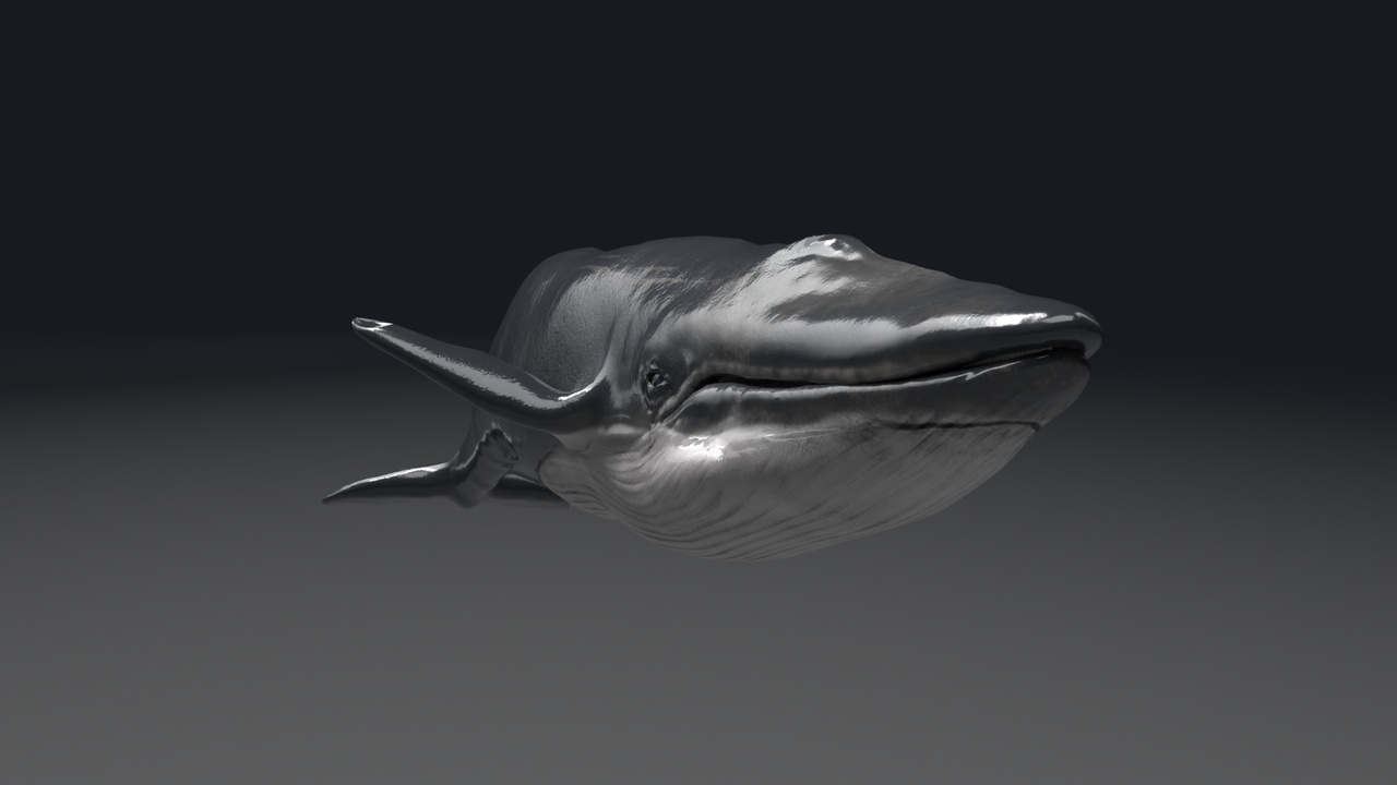 出品Blue Whale Model 9 Animationsのメディア1