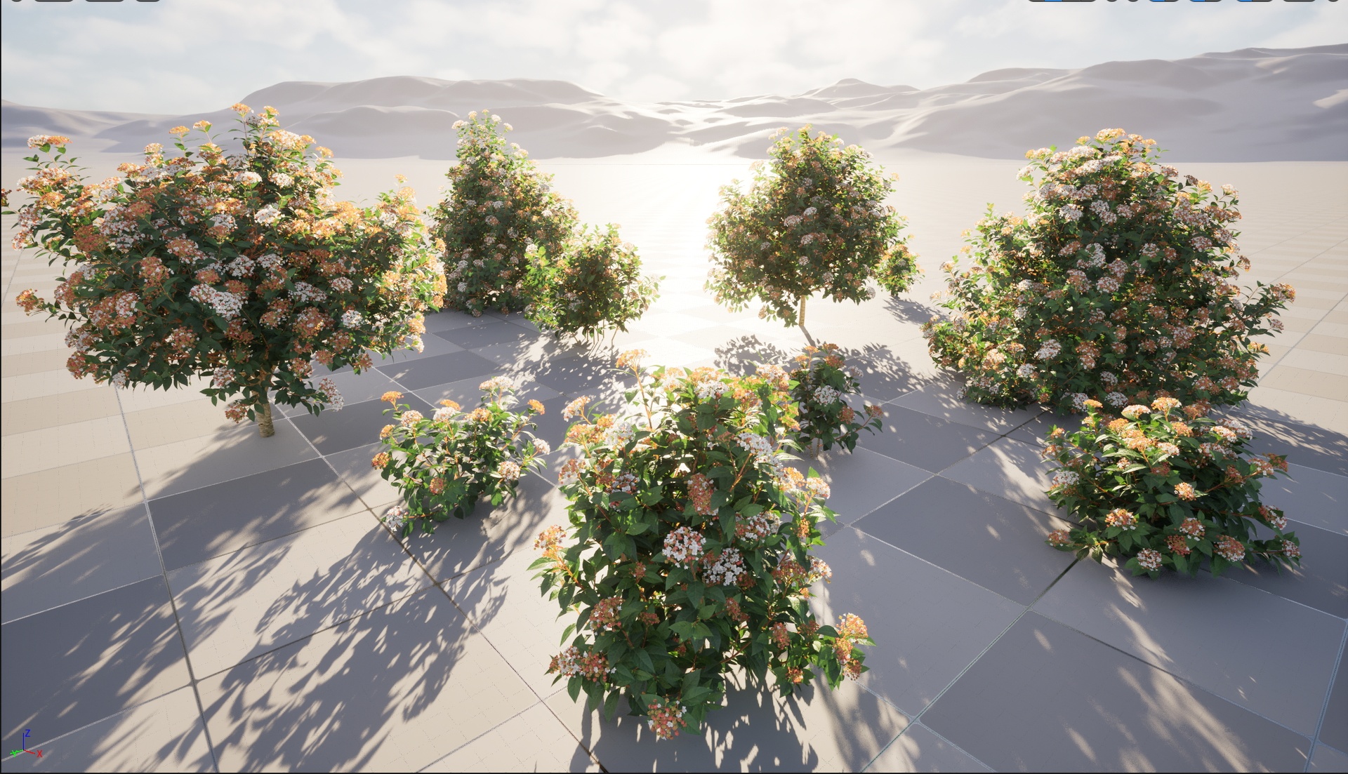 Media 1 for listing Nanite Wind Plants - Viburnum tinus -  laurustinus